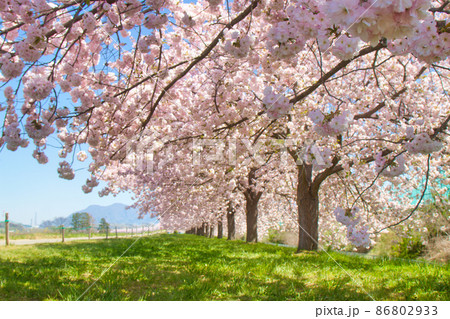桜並木 86802933
