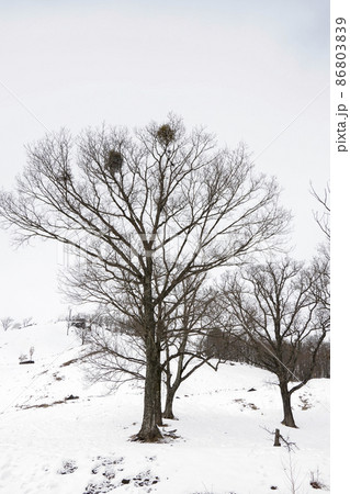 冬の深入山の落葉した木々 86803839