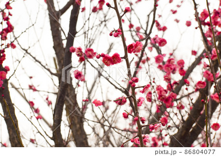 早春の紅梅 86804077