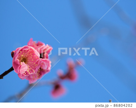 2月に咲いたウメ「八重寒紅(ヤエカンコウ)」 2月に咲いたウメ「八重寒紅(ヤエカンコウ)」 86804202