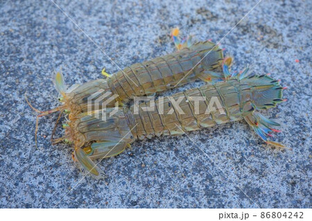 シャコ 蝦蛄 青龍蝦 海 釣り シャコ 蝦蛄 青龍蝦 海 釣り 86804242