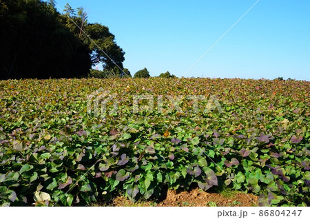 サツマイモ 薩摩芋 葉 葉っぱ 畑 茨城 サツマイモ畑 サツマイモ 薩摩芋 葉 葉っぱ 畑 茨城 サツマイモ畑 86804247