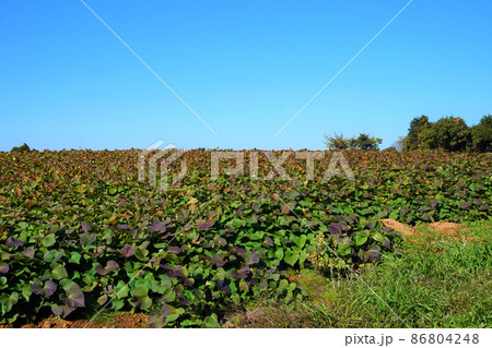 サツマイモ 薩摩芋 葉 葉っぱ 畑 茨城 サツマイモ畑 サツマイモ 薩摩芋 葉 葉っぱ 畑 茨城 サツマイモ畑 86804248