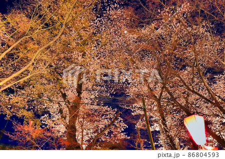 宵桜 86804593