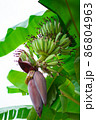 Banana blossom on banana tree (Musa sapientum Linn). They are red and yellow flowers , the raw fruit is green. They were planted on the ground, a tropical fruit tree native to Southeast Asia. The 86804963