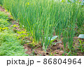 Growing spring onions or green onions or scallions or Green Shallot (Alliumcepa). They are long, slender green tops and the small white bulb are edible, and are good either raw or cooked 86804964