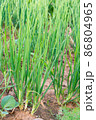 Growing spring onions or green onions or scallions or Green Shallot (Alliumcepa). They are long, slender green tops and the small white bulb are edible, and are good either raw or cooked 86804965