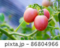 Tomato planting (Lycopersicon). It has red, green leaves and small stem. This is organic vegetable which were planted on the ground. Good taste and good for health 86804966