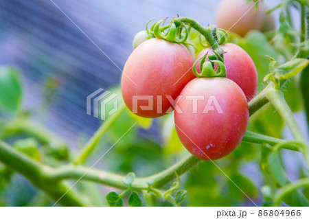 Tomato planting (Lycopersicon). It has red, green leaves and small stem. This is organic vegetable which were planted on the ground. Good taste and good for health 86804966