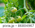 Tomato planting (Lycopersicon). Raw tomatoes  have green mix with orange, green leaves and small stem. This is organic vegetable which were planted on the ground. Good taste and good for health 86804967