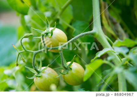 Tomato planting (Lycopersicon). Raw tomatoes  have green mix with orange, green leaves and small stem. This is organic vegetable which were planted on the ground. Good taste and good for health 86804967