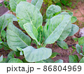 Growing Chinese kale vegetable or Chinese Broccoli Plants (Brassica oleracea var. alboglabra). They are green crop that grows on on the ground, high vitamins A and C and rich in calcium 86804969