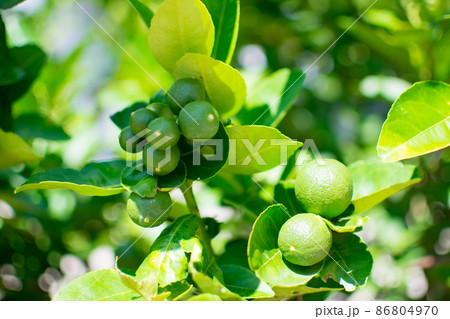 Green limes on the lime tree (Citrus aurantifolia), they are closely related to lemon. It has a sour taste and is an excellent source of vitamin C. Green limes on the lime tree (Citrus aurantifolia), they are closely related to lemon. It has a sour taste and is an excellent source of vitamin C. 86804970