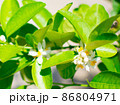Lime blossom or lime flower on the tree (Citrus aurantifolia). They are white and yellow, leaves are green.Picture in blur background 86804971