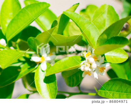 Lime blossom or lime flower on the tree (Citrus aurantifolia). They are white and yellow, leaves are green.Picture in blur background 86804971