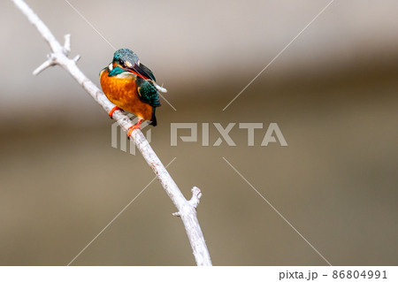 メダカを啄むカワセミ 86804991