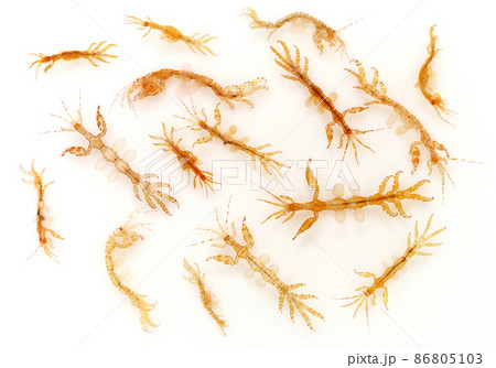 ワレカラ 86805103