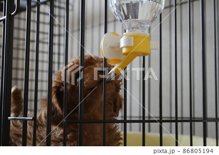 上手に水を飲むトイプードルの子犬 86805194