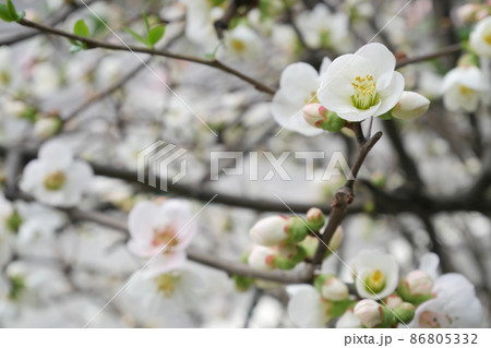 可憐に咲く木瓜の花　～3:2バージョン 86805332
