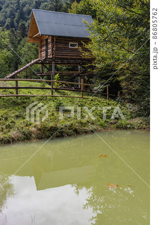 Koi fish in a forest pond near wooden house in Carpathian mountains Koi fish in a forest pond near wooden house in Carpathian mountains 86805762