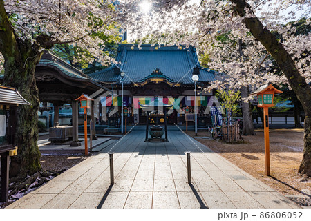 川越 蓮馨寺本堂と桜 川越 蓮馨寺本堂と桜 86806052