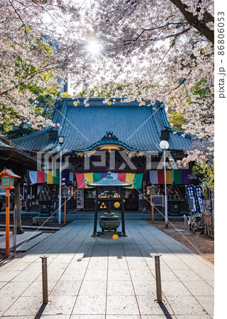 川越 蓮馨寺本堂と桜 川越 蓮馨寺本堂と桜 86806053