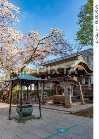 川越 蓮馨寺手水舎と桜 川越 蓮馨寺手水舎と桜 86806095