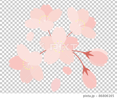 櫻花和花瓣的插圖 Sakura Sakura Somei Yoshino 86806165