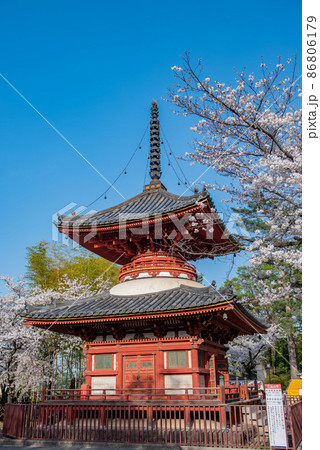 川越大師喜多院　多宝塔と桜 86806179