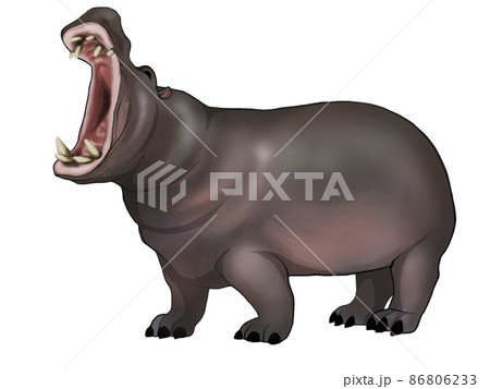 吼えるカバのイラストのイラスト素材 吼えるカバのイラストのイラスト素材