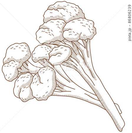 スティックブロッコリー 86806239