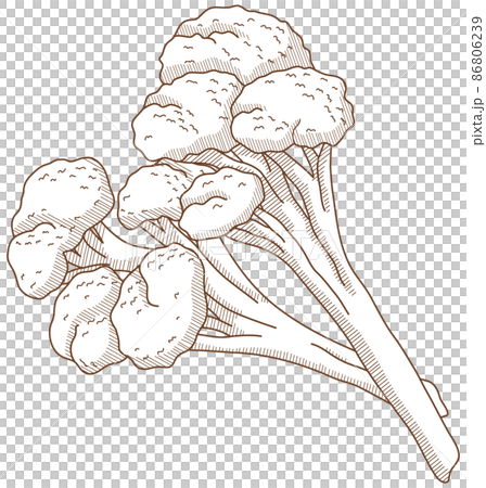 スティックブロッコリー 86806239