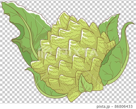 Romanesco 86806433