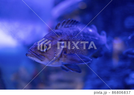 Sea fish close up. Sea creatures. 86806837