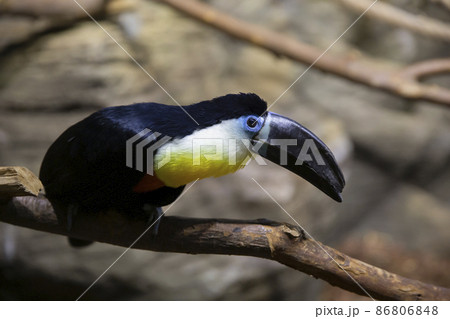 A channel-billed toucan sits on a tree branch. Beautiful exotic bird Ramphastos vitellinus. 86806848