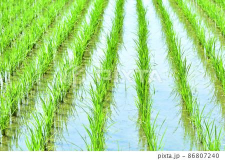 田植えを終えた水田のテクスチャ的イメージ 86807240