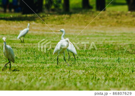 Egret on the grass, white body feathers all over. Egret on the grass, white body feathers all over. 86807629