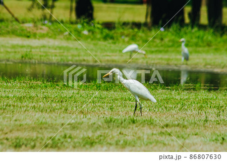 Egret on the grass, white body feathers all over. Egret on the grass, white body feathers all over. 86807630