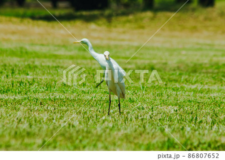 Egret on the grass, white body feathers all over. 86807652
