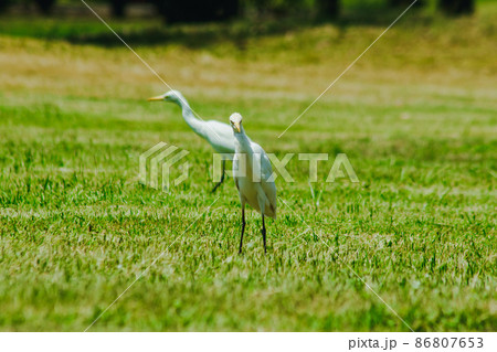 Egret on the grass, white body feathers all over. 86807653