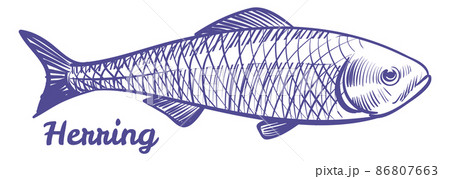 Herring drawing. Silver darling sea fish sketch Herring drawing. Silver darling sea fish sketch 86807663
