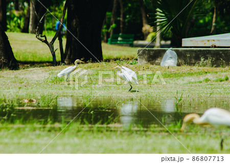 Egret on the grass, white body feathers all over. 86807713