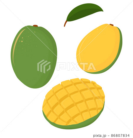 Cartoon illustration with colorful mango set. Farm market product. Vector hand drawn graphic. Single isolated art. 86807834