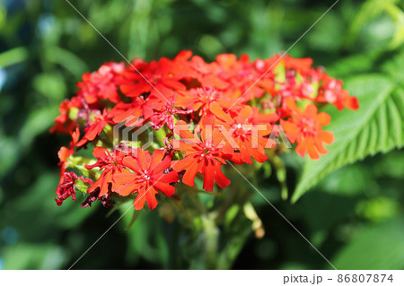 Closeup view of the red flowers on a maltese cross plant 86807874