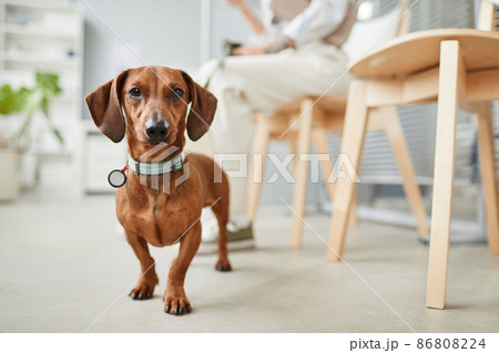 Cute dachshund of brown color standing on the floor of vet clinics Cute dachshund of brown color standing on the floor of vet clinics 86808224