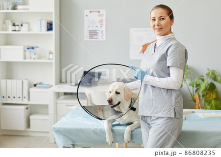 Young successful veterinarian in medical scrubs standing by sick labrador 86808235