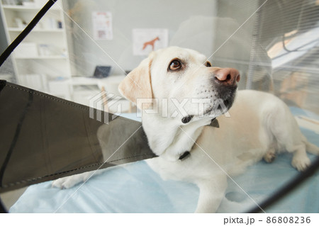 Young obedient labrador pet with plastic transparent collar funnel Young obedient labrador pet with plastic transparent collar funnel 86808236