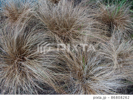 Carex comans bronze colored plants 86808262