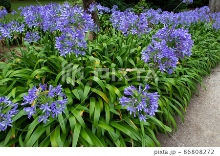 Agapanthus or Lily of the Nile or African lily blue flowers in the garden 86808272