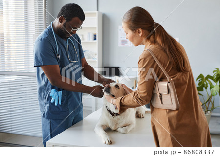 Young owner of labrador bending over table with her pet during medical exam Young owner of labrador bending over table with her pet during medical exam 86808337